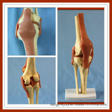 Articulación de rodilla funcional de lujo Modelo Tamaño de vida